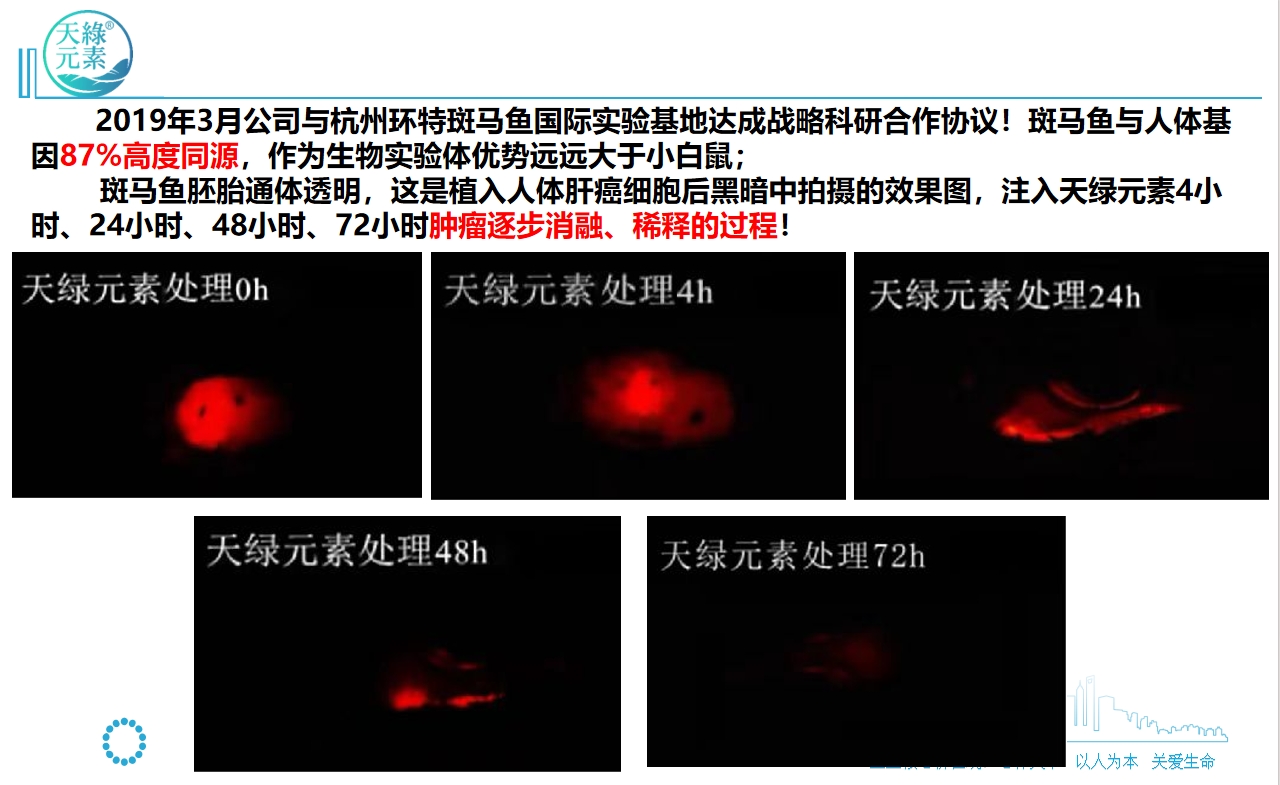 【安博官网体育元素】斑马鱼实验